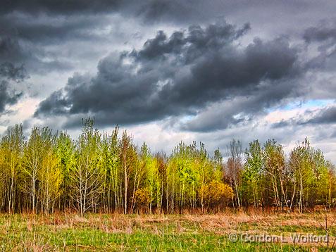 Spring Trees_00112.jpg - Photographed at Smiths Falls, Ontario, Canada.